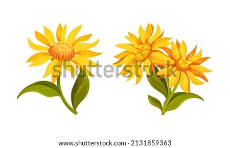 Jerusalem artichoke flowers set. Sunroot, sunchoke or topinambour blooming plant cartoon vector illustration [[stock_photo]] © 