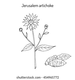 Jerusalem artichoke (Helianthus tuberosus), or sunroot, sunchoke, earth apple, topinambour. Hand drawn botanical vector illustration