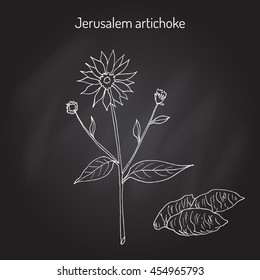 Jerusalem artichoke (Helianthus tuberosus), or sunroot, sunchoke, earth apple, topinambour. Hand drawn botanical vector illustration