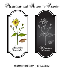 Jerusalem artichoke (Helianthus tuberosus), or sunroot, sunchoke, earth apple, topinambour. Hand drawn botanical vector illustration