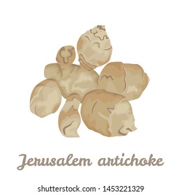 Jerusalem artichoke root isolated on white background. Vector illustration of healthy food product in cartoon simple flat style.