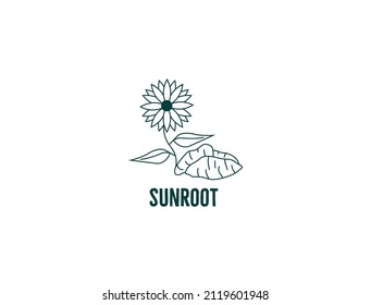 Jerusalem artichoke, or sunroot, sunchoke, earth apple icon vector illustration 