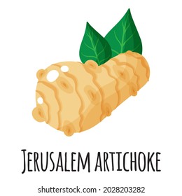 Jerusalem artichoke superfood root for template farmer market design, label and packing. Natural energy protein organic food. Vector cartoon isolated illustration.