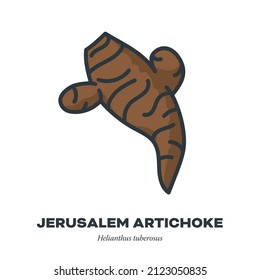 Icono de verdura de la raíz de Artichoke de Jerusalén o Topinambur, contorno con ilustración vectorial de estilo de relleno de color.