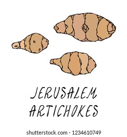 Jerusalem Artichoke or Topinambur. Vegetable Collection. EPS10 Vector. Hand Drawn Doodle Style Realistic Illustration.