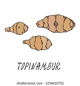 Jerusalem Artichoke or Topinambur. Vegetable Collection. EPS10 Vector. Hand Drawn Doodle Style Realistic Illustration.