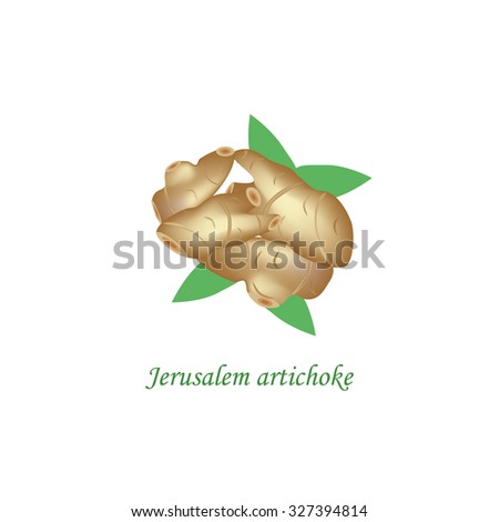 Jerusalem artichoke. Vector illustration on isolated background.