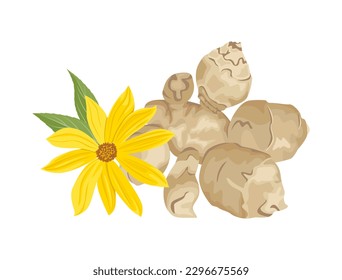 Jerusalem artichoke and yellow flower isolated on white background. Vector cartoon illustration of topinambur.