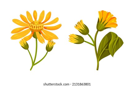Jerusalem artichoke yellow flowers and buds. Yellow blooming flowers of sunroot, sunchoke or topinambour cartoon vector illustration
