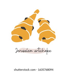 Jerusalem artichokes vegetables hand drawn illustration