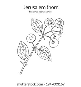 Jerusalem thorn (Paliurus spina-christi), medicinal plant. Hand drawn botanical vector illustration