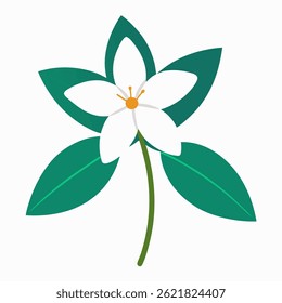 jessamine flower on white background