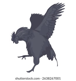 jet black cemani chicken with separate white background