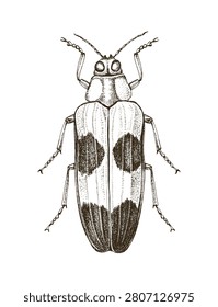 Jewel beetle hand drawn vector illustration