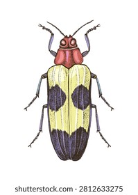 Jewel beetle hand drawn vector illustration