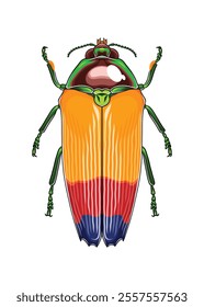 Jewel Beetle top view detailed vector with unique colour combination body