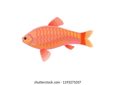 Jewel cichlid red small fish with fins. Marine limbless animal living floating in water. Biological organism with mouth and eyes vector Illustration