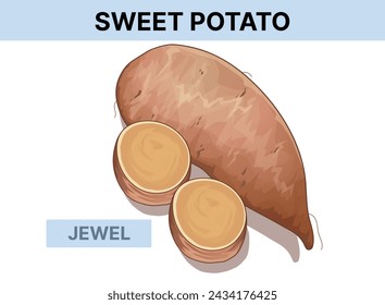 Joyas de batata. Ilustración vectorial aislada en blanco. 