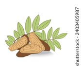 Jewel vine (Derris scandens), medicinal plant. Hand drawn botanical vector illustration