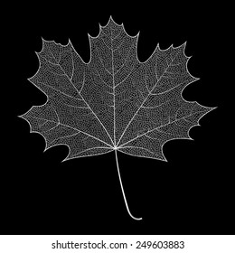 Jewelry silver skeleton of maple leaf. Isolated vector illustration for your card, invitation and other decor design.