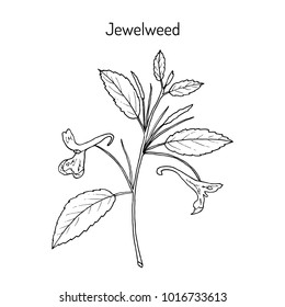 Jewelweed (Impatiens capensis), or spotted touch-me-not, or orange balsam, medicinal plant. Hand drawn botanical vector illustration