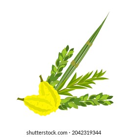 Jewish festival of Sukkot traditional symbols judaism religion festival citrus willow vector illustration. Citron leaf lemon succot festive fruit culture.