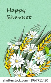 Jewish holiday Shavuot, Greeting card with  text "Happy Shavuot", yellow ears, spikelets, white daisy  on colorful  background, vector illustration