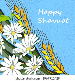 Jewish holiday Shavuot, Greeting card with  text "Happy Shavuot", yellow ears, spikelets, white daisy  on colorful  background, vector illustration