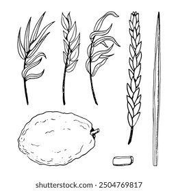 Jewish Sukkot plants black and white line illustration set of traditional symbols. Four species etrog, hadass, lulav, aravah or vector willow and myrtle branches, citron, palm frond