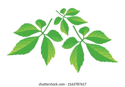 Jiaogulan isolate on white, Vector illustration