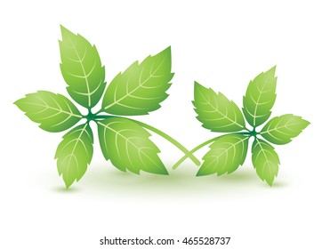 Jiaogulan isolate on white, Vector illustration.