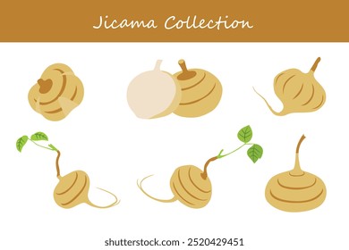 jicama coleção em diferentes poses. Ilustração vetorial.