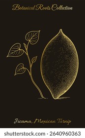 Jicama (Mexican turnip) root with leafy stem vintage botanical engraving. Great for packaging, education, apparel, t-shirt, tote bag, big bag printing. Editable vector from Botanical Roots Collection