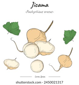 Paquete de Jicama. set Ilustración de fruta de Jicama. Puede ser utilizado para temas como la biología o el cartel de la educación.