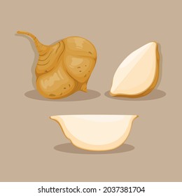 Jicama root vegetable object set illustration vector