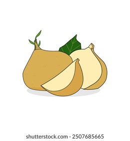 Jicama vector design latest version. illustration of whole, half, and slice jicama fruit with leaf isolated on white background. Fruits element in cartoon style new version. Icon, symbol. Bengkuang