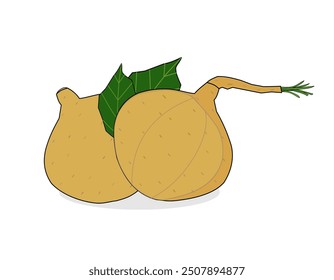 Jicama vector design new version. Realistic illustration of whole jicama with leaves in cartoon style. Icon, symbol. Juicy, tasty. Ingredient. Food menu, icon, label. Agricultural. Healthy fruit