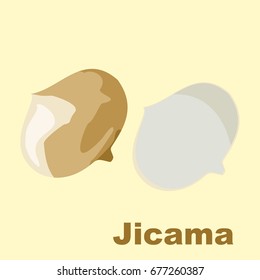 jicama vector illustration