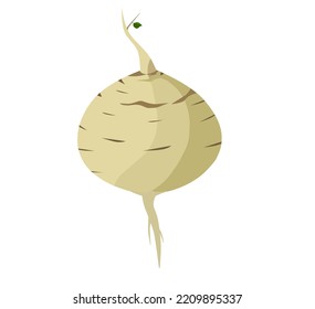 Jicama vector illustration, isolated on a white background.