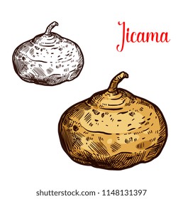 Jicama vector sketch. Botanical design of Mexican yam bean or turnip vegetable or Pachyrhizus erosus tropical fruit for food or farmer market and agriculture design