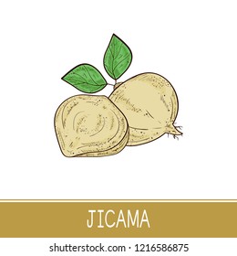 Jicama. Vegetable. Root, sheet. Sketch. Color.