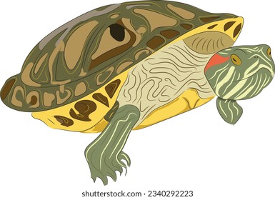 Jicotea turtle on two legs, head out, colorful shell
