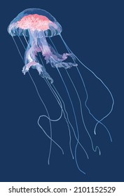 Jigling jellyfish pictures, tentakel, dangerous, art.illuistration, vector