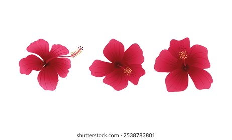 Joba (Hibiscus) Flower Vector Design. Ideal for graphic design projects, botanical illustrations, and floral-themed artwork, this vector design adds a touch of tropical charm.