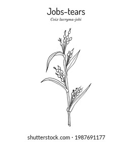 Jobs Tränen oder Adlay Millet (Coix lacryma-jobi), essbare und medizinische Pflanze. handgezeichnete botanische Vektorgrafik