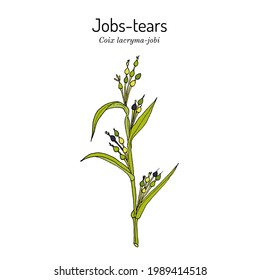 Jobs tears or adlay millet (Coix lacryma-jobi), edible and medicinal plant. Hand drawn botanical vector illustration