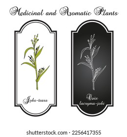 Jobs tears or adlay millet (Coix lacryma-jobi), edible and medicinal plant. Hand drawn botanical vector illustration