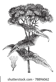 Joe-pye weed or Eutrochium sp., vintage engraving. Old engraved illustration of a Joe-pye weed showing flower (lower left).