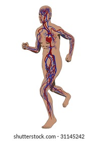 trompo - sistema vascular