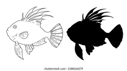 John Dory from a black silhouette, contour side view with spread fins and tail. a hand-drawn sketch in the style of John Dory sea fish for a design template isolated vector element of